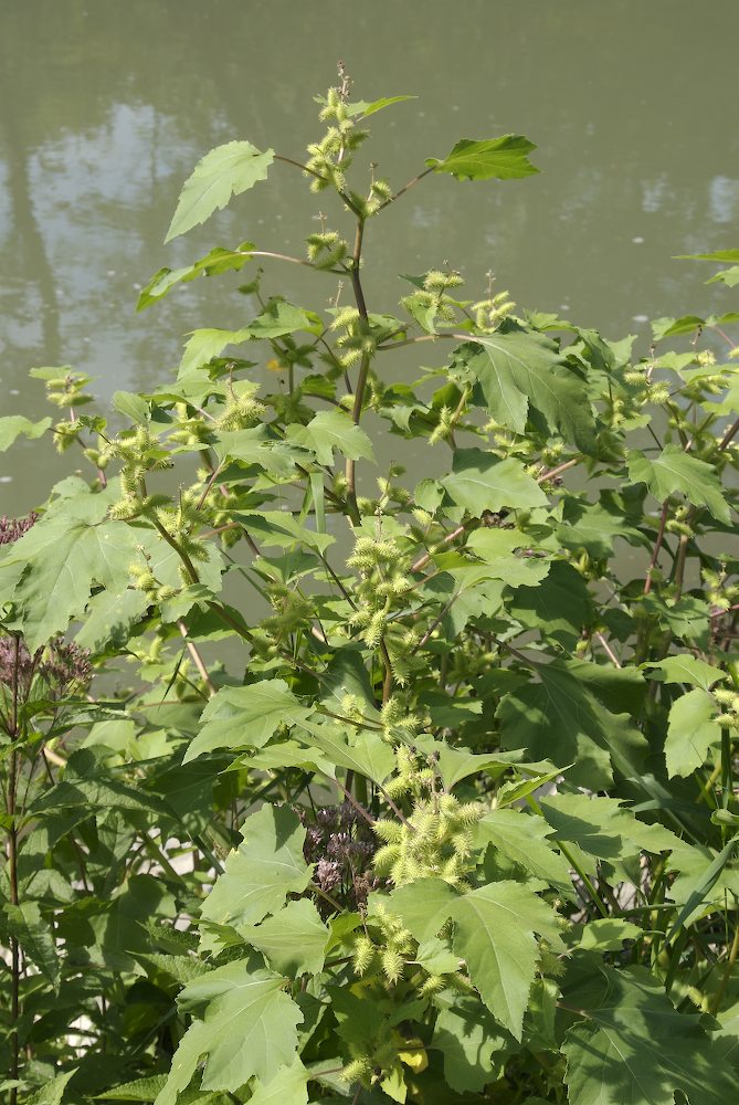 Asteraceae Xanthium strumarium