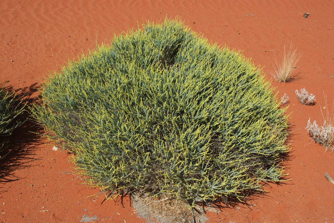 Lamiaceae Dicrastylis beveridgei