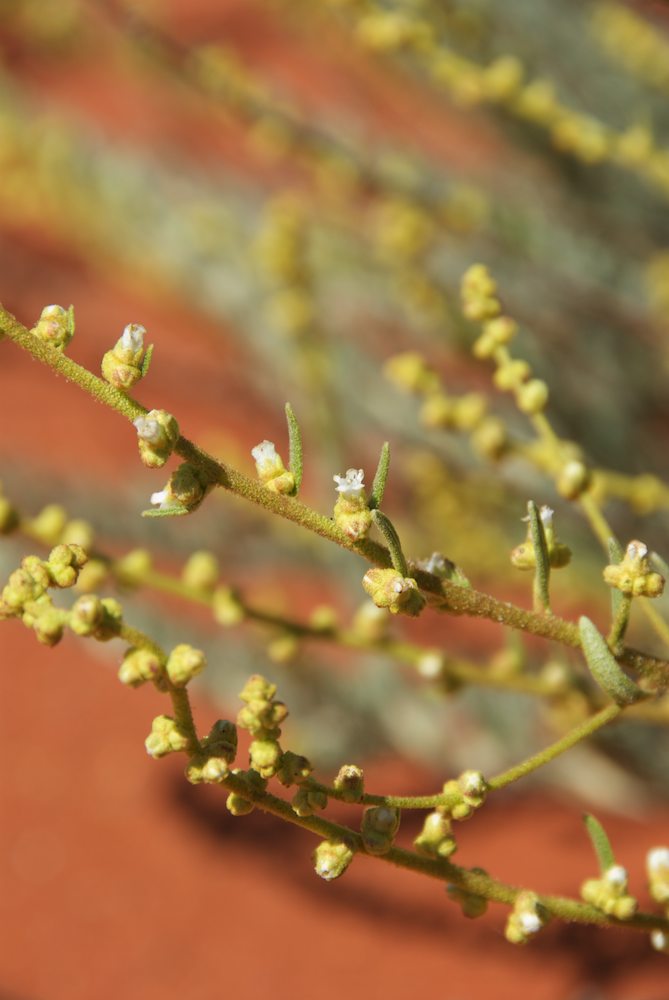 Lamiaceae Dicrastylis beveridgei