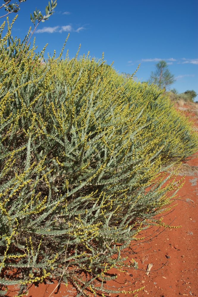 Lamiaceae Dicrastylis beveridgei