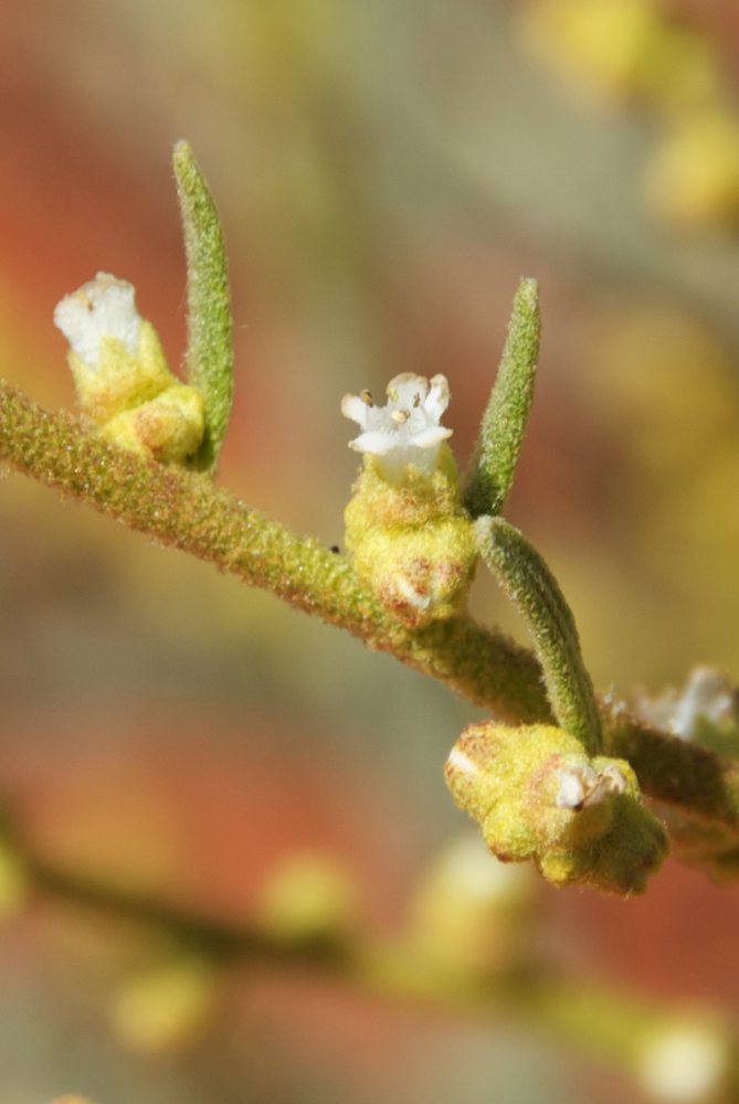 Lamiaceae Dicrastylis beveridgei