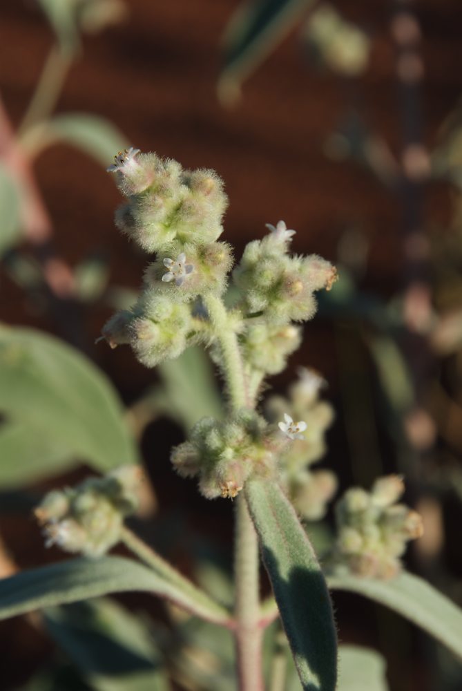 Lamiaceae Dicrastylis gilesii