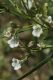 image of Duboisia hopwoodii