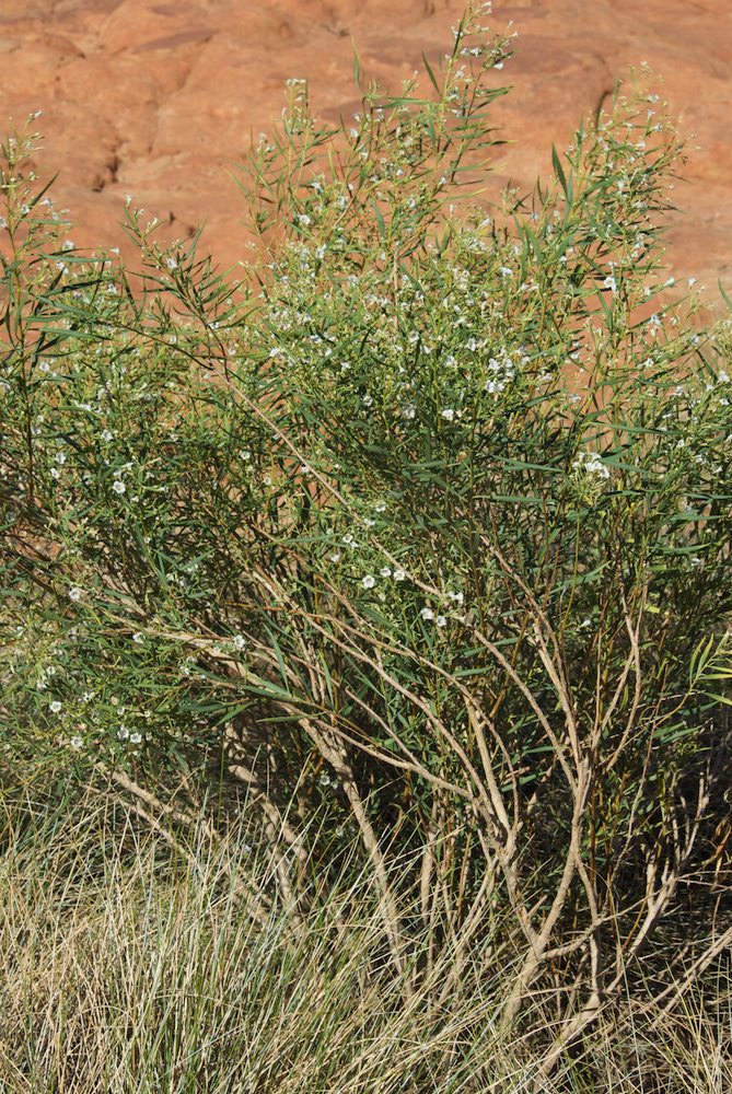 Solanaceae Duboisia hopwoodii