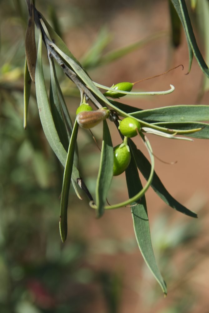 Scrophulariaceae Eremophila longifolia