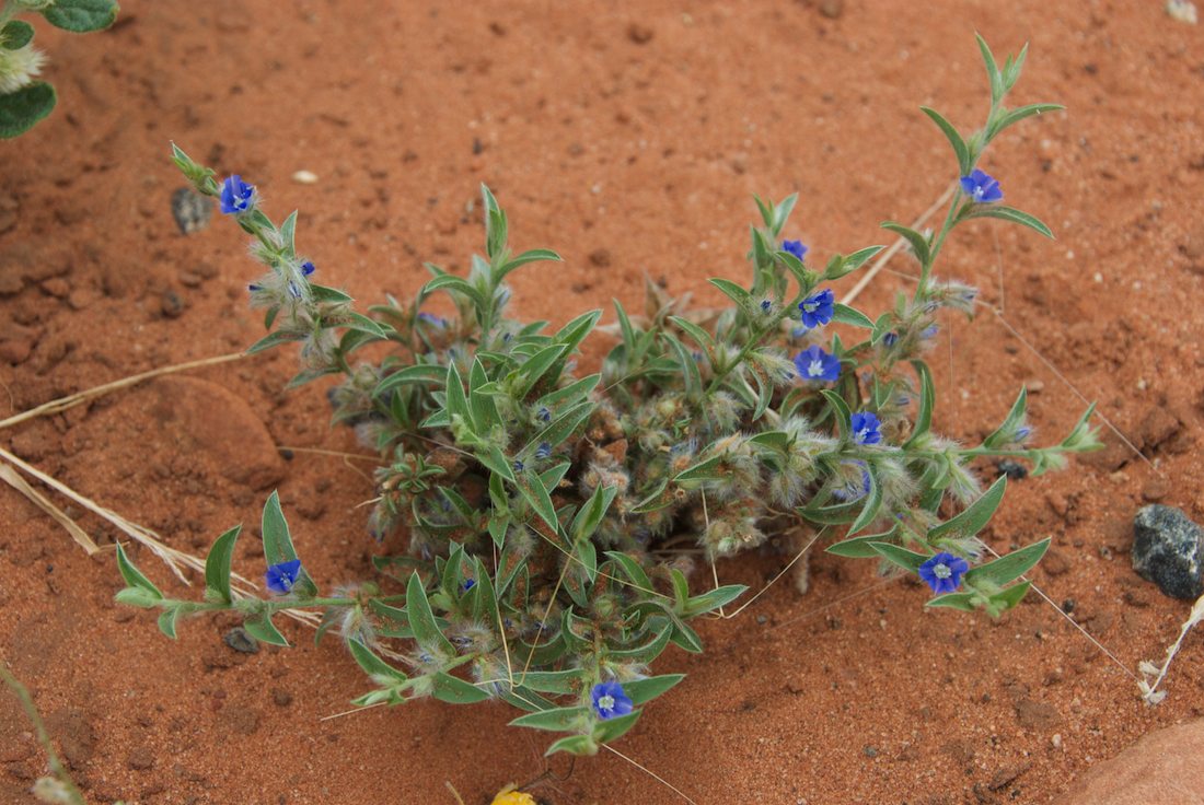 Convolvulaceae Evolvulus alsinoides
