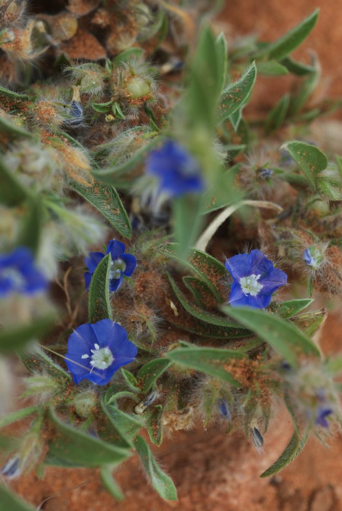 Convolvulaceae Evolvulus alsinoides