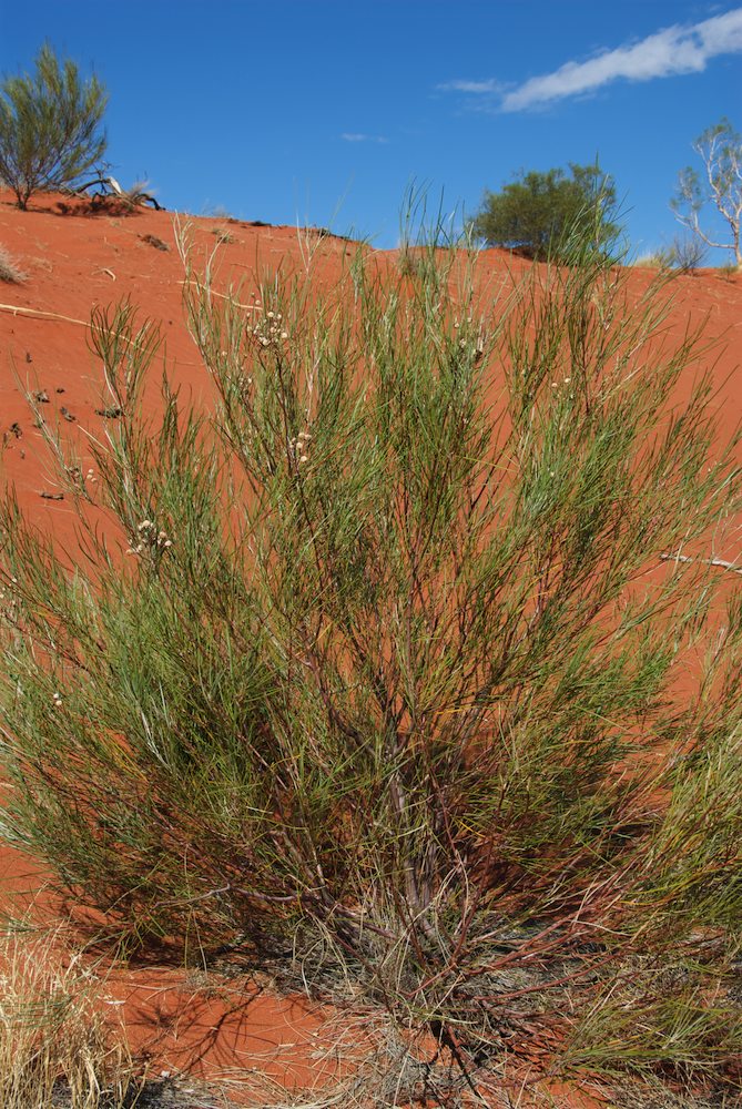 Proteaceae Grevillea stenobotrya