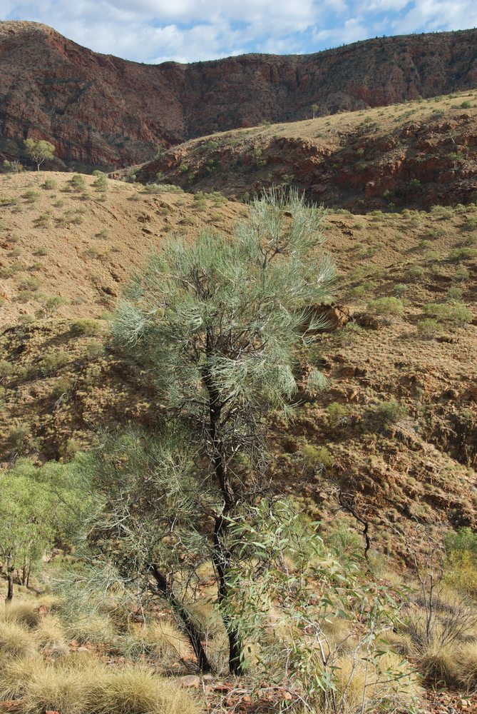Proteaceae Hakea lorea