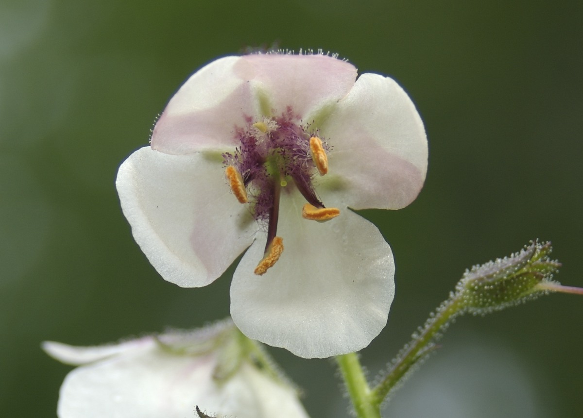 Scrophulariaceae Verbascum blattaria