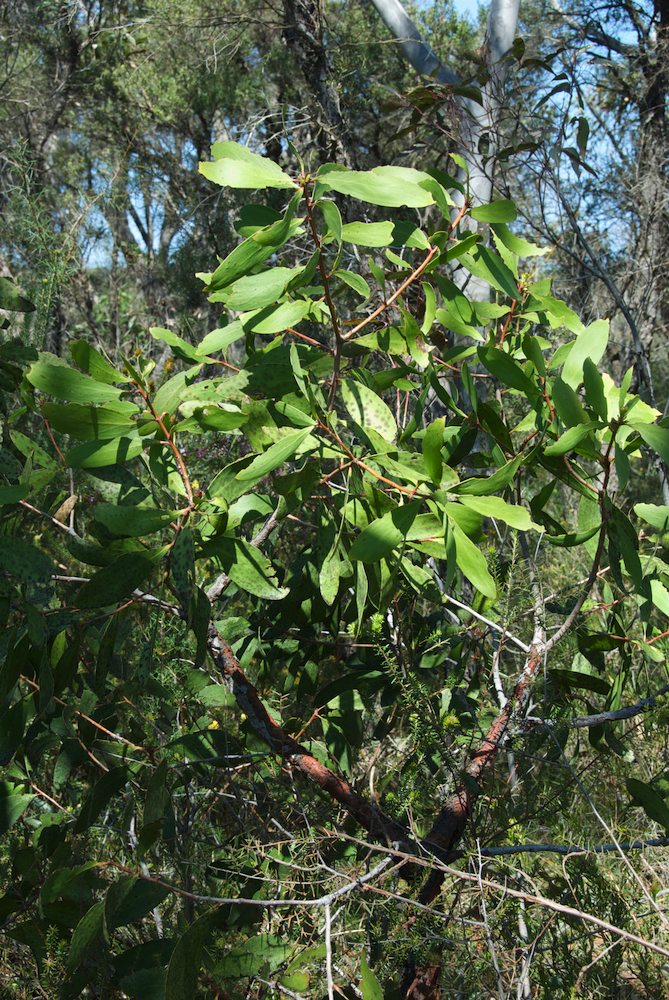 Proteaceae Persoonia levis