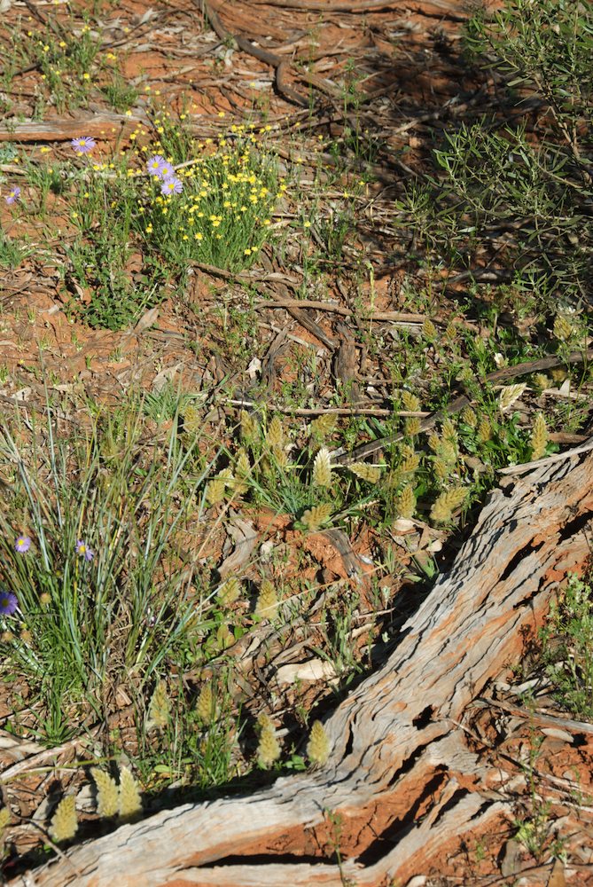 Amaranthaceae Ptilotus spathulatus