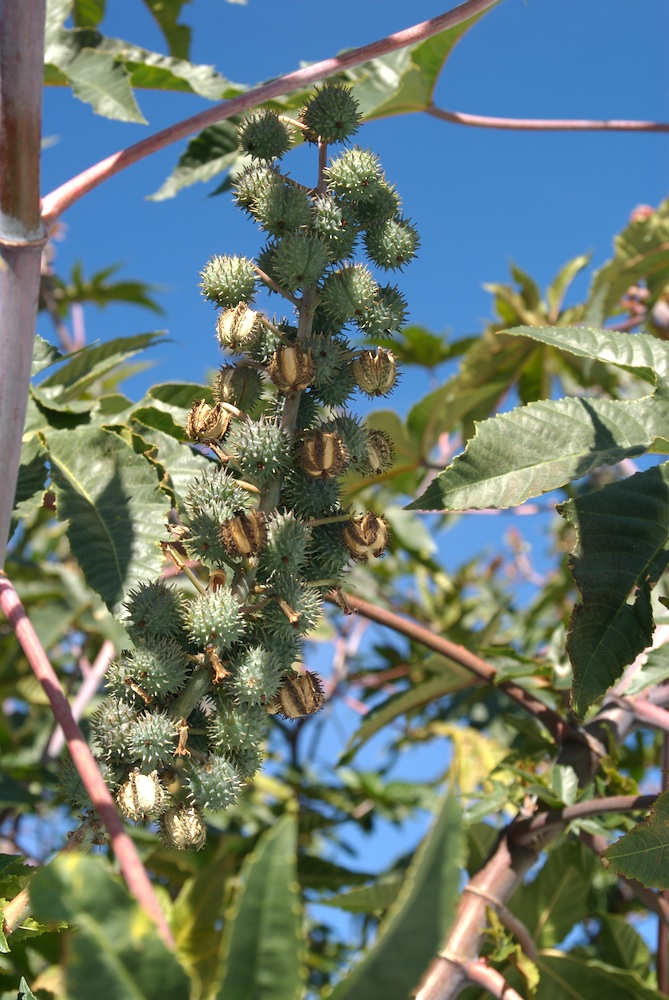 Euphorbiaceae Ricinus communis