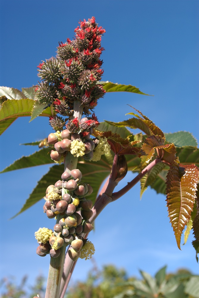 Euphorbiaceae Ricinus communis