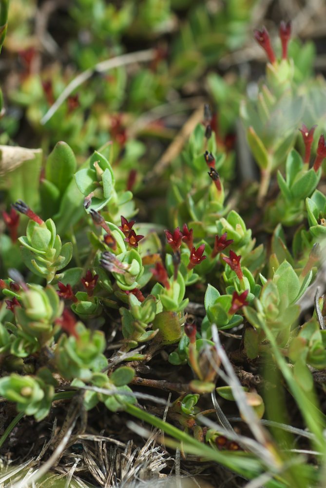 Thymelaeaceae Pimelea biflora