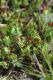image of Pimelea biflora