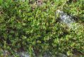 image of Pimelea biflora