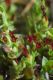 image of Pimelea biflora