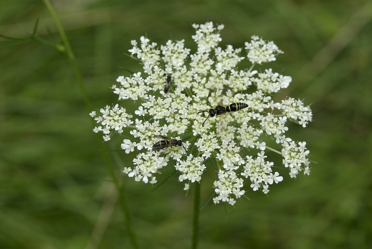Apiaceae Daucus carota