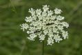 image of Daucus carota