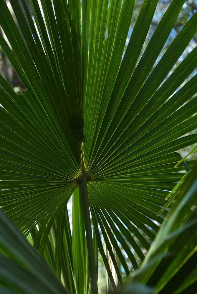 Arecaceae Livistona australis