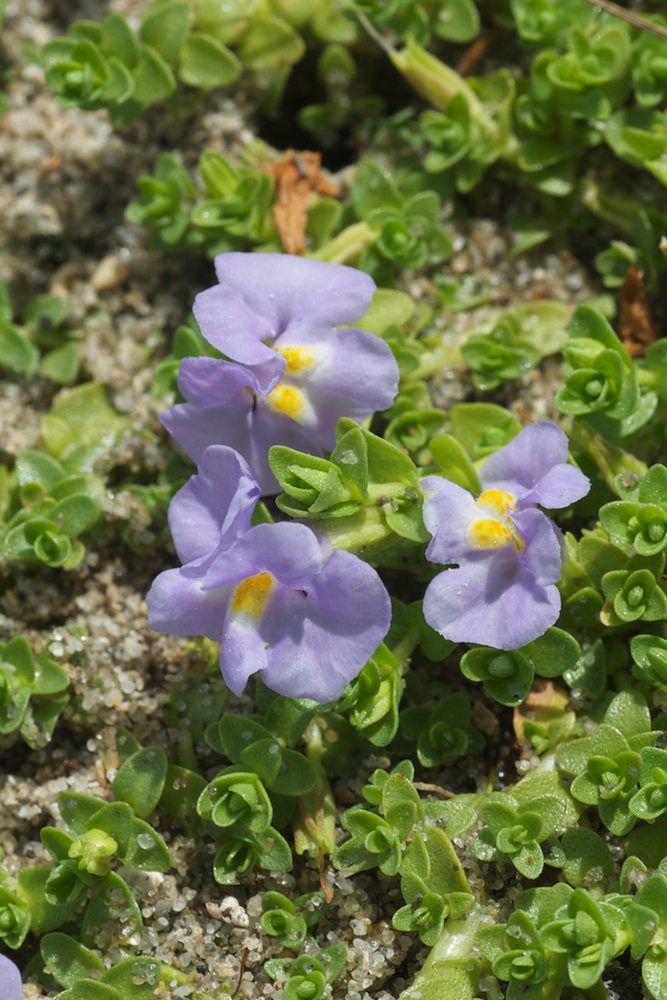 Phrymaceae Mimulus  repens