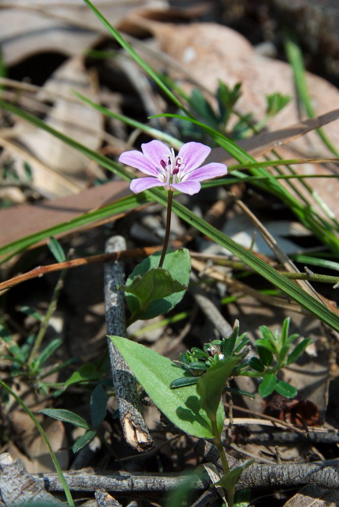 Colchicaceae Schelhammera undulata
