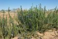 image of Stemodia florulenta