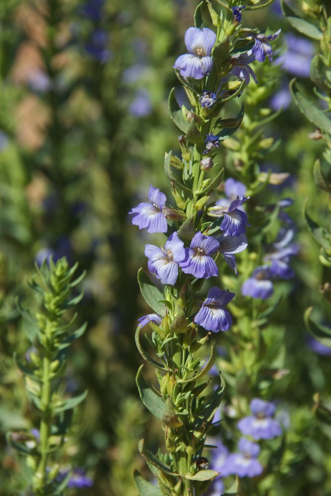 Plantaginaceae Stemodia florulenta