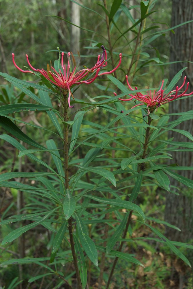 Proteaceae Telopea mongaensis