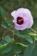 image of Gossypium sturtianum