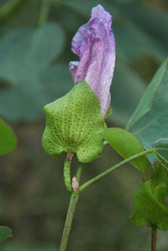 Malvaceae Gossypium sturtianum