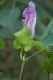 image of Gossypium sturtianum