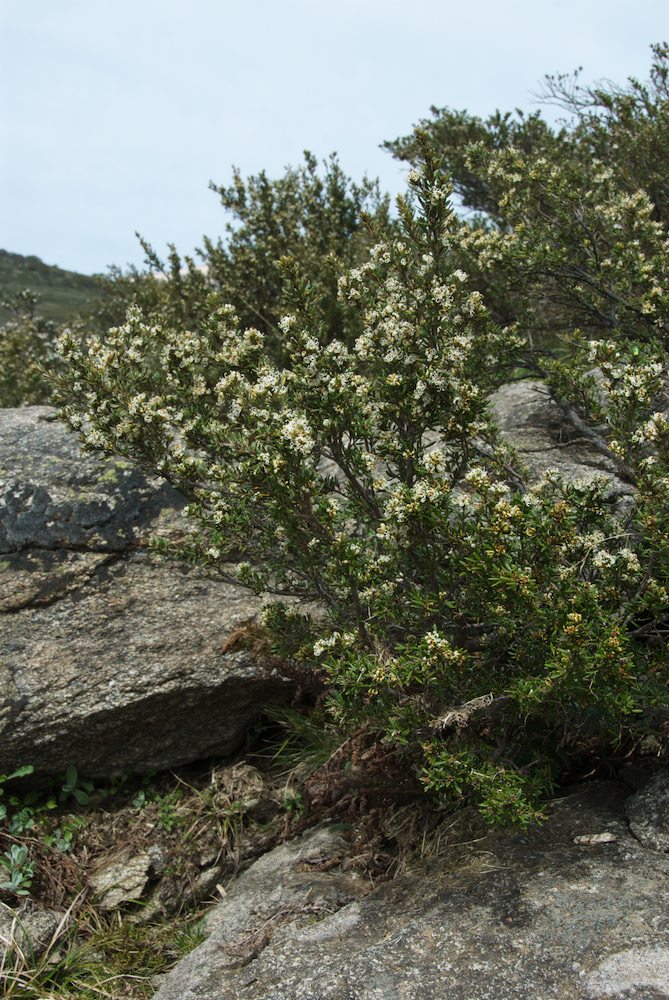 Proteaceae Grevillea australis