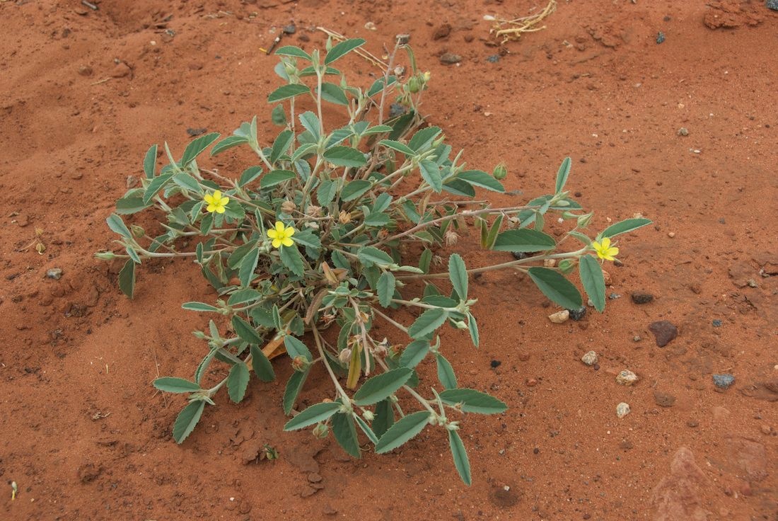 Dombeyaceae Melhania oblongifolia
