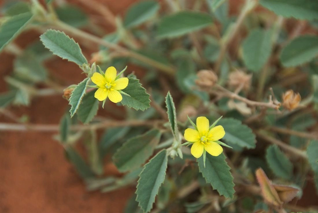 Dombeyaceae Melhania oblongifolia