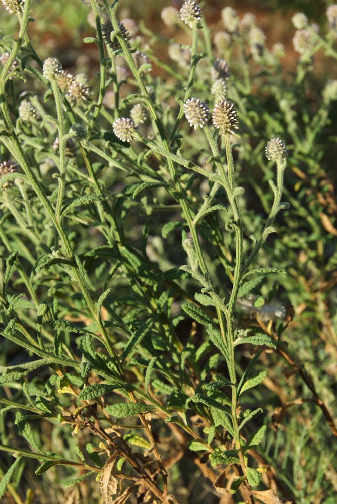 Asteraceae Pterocaulon sphacelatum