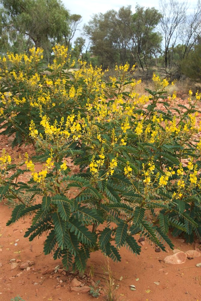 Fabaceae Senna venusta