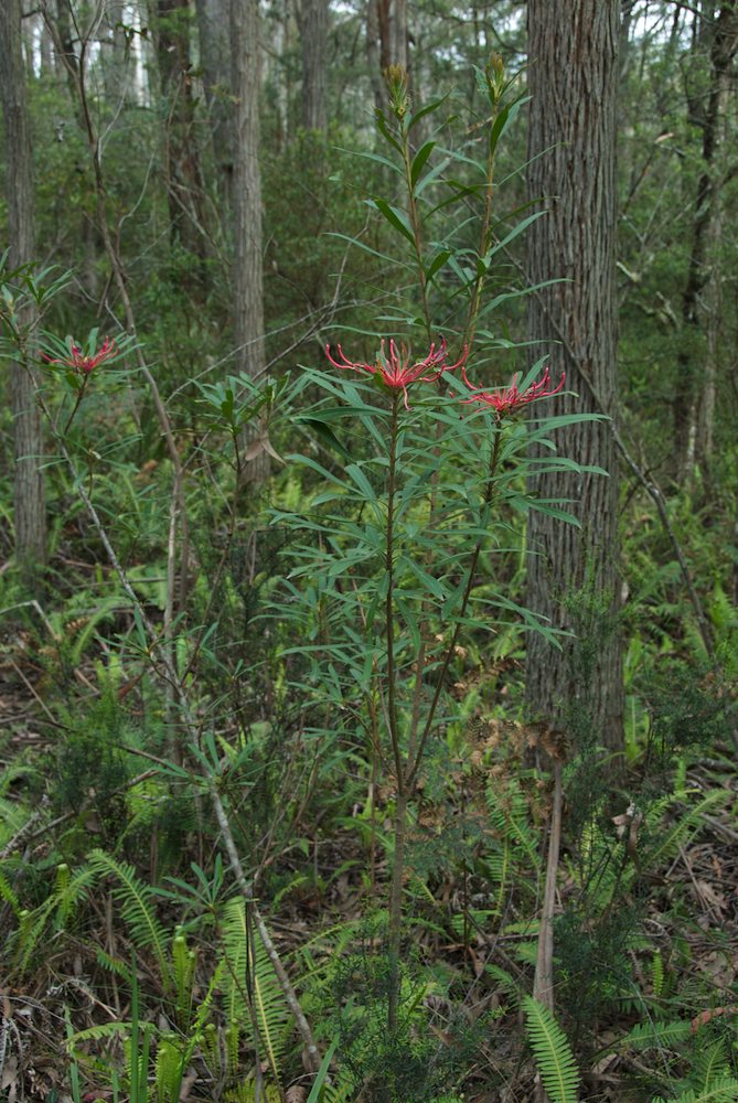 Proteaceae Telopea mongaensis