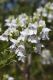 image of Prostanthera striatiflora