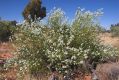 image of Prostanthera striatiflora