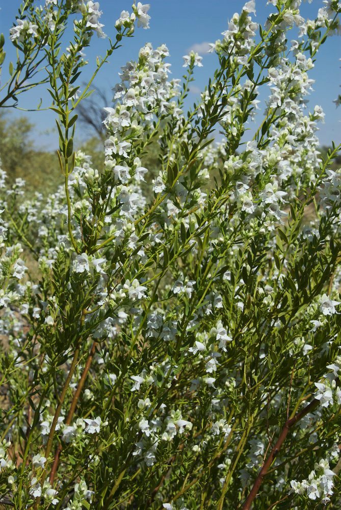 Lamiaceae Prostanthera striatiflora