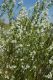 image of Prostanthera striatiflora