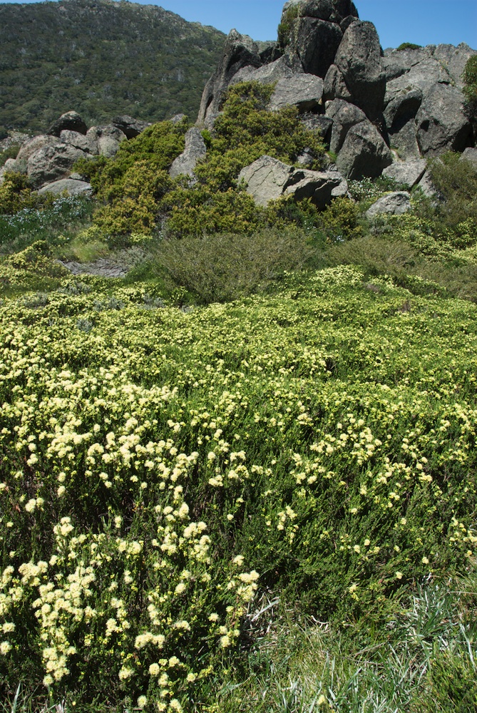 Myrtaceae Kunzea muelleri