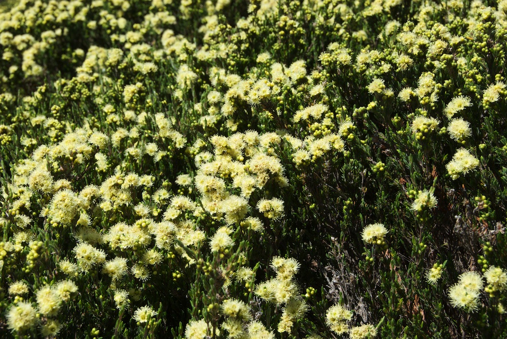 Myrtaceae Kunzea muelleri