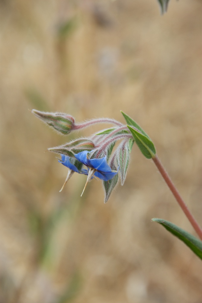 Boraginaceae Trichodesma zeylandicum