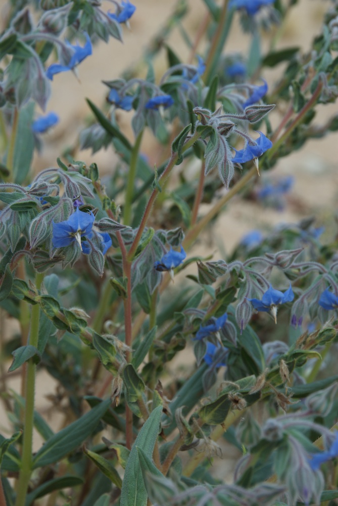 Boraginaceae Trichodesma zeylandicum