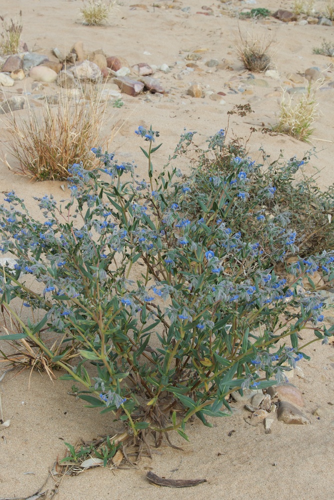 Boraginaceae Trichodesma zeylandicum