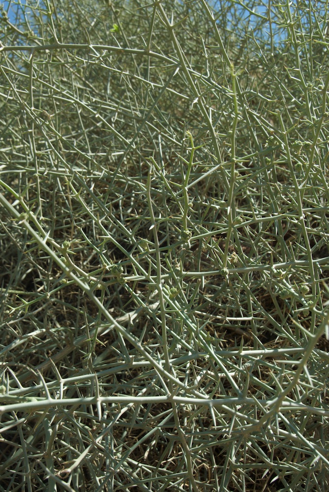 Cucurbitaceae Acanthosicyos horridus