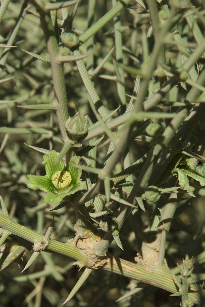 Cucurbitaceae Acanthosicyos horridus